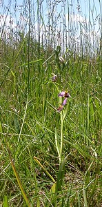 Ophrys apifera (Orchidaceae)  - Ophrys abeille - Bee Orchid Nord [France] 12/06/2004