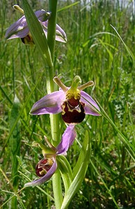 Ophrys apifera (Orchidaceae)  - Ophrys abeille - Bee Orchid Nord [France] 12/06/2004