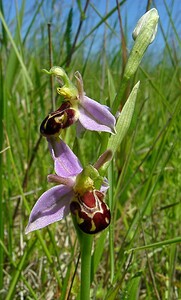 Ophrys apifera (Orchidaceae)  - Ophrys abeille - Bee Orchid Nord [France] 12/06/2004