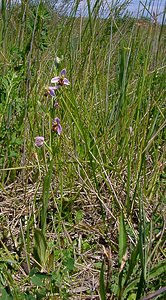 Ophrys apifera (Orchidaceae)  - Ophrys abeille - Bee Orchid Nord [France] 12/06/2004