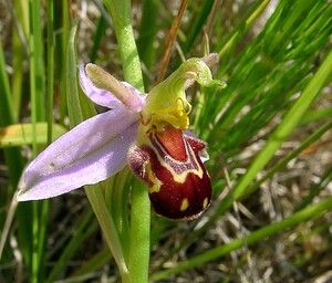 Ophrys apifera (Orchidaceae)  - Ophrys abeille - Bee Orchid Nord [France] 12/06/2004