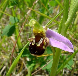 Ophrys apifera (Orchidaceae)  - Ophrys abeille - Bee Orchid Nord [France] 12/06/2004