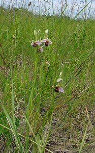 Ophrys apifera (Orchidaceae)  - Ophrys abeille - Bee Orchid Nord [France] 12/06/2004