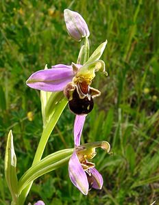 Ophrys apifera (Orchidaceae)  - Ophrys abeille - Bee Orchid Nord [France] 12/06/2004