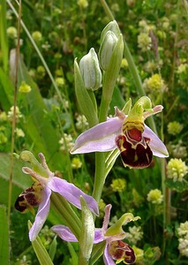 Ophrys apifera (Orchidaceae)  - Ophrys abeille - Bee Orchid Nord [France] 12/06/2004