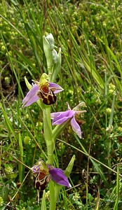 Ophrys apifera (Orchidaceae)  - Ophrys abeille - Bee Orchid Nord [France] 12/06/2004