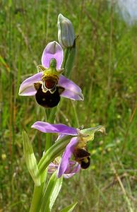 Ophrys apifera (Orchidaceae)  - Ophrys abeille - Bee Orchid Nord [France] 12/06/2004