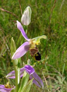 Ophrys apifera (Orchidaceae)  - Ophrys abeille - Bee Orchid Nord [France] 12/06/2004