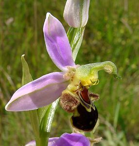 Ophrys apifera (Orchidaceae)  - Ophrys abeille - Bee Orchid Nord [France] 12/06/2004