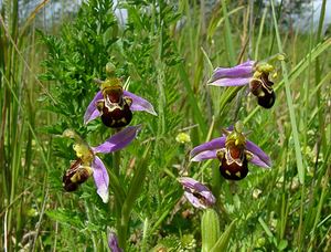 Ophrys apifera (Orchidaceae)  - Ophrys abeille - Bee Orchid Nord [France] 12/06/2004