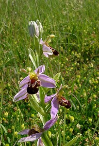 Ophrys apifera (Orchidaceae)  - Ophrys abeille - Bee Orchid Nord [France] 12/06/2004