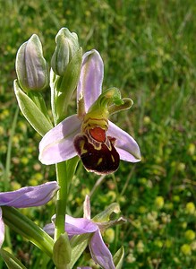 Ophrys apifera (Orchidaceae)  - Ophrys abeille - Bee Orchid Nord [France] 12/06/2004