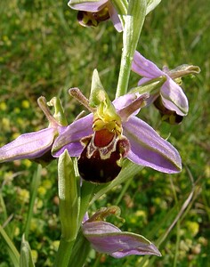 Ophrys apifera (Orchidaceae)  - Ophrys abeille - Bee Orchid Nord [France] 12/06/2004