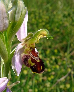 Ophrys apifera (Orchidaceae)  - Ophrys abeille - Bee Orchid Nord [France] 12/06/2004