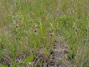 Ophrys apifera (Orchidaceae)  - Ophrys abeille - Bee Orchid Nord [France] 12/06/2004