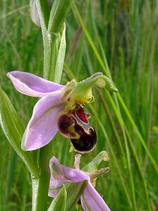 Ophrys apifera (Orchidaceae)  - Ophrys abeille - Bee Orchid Pas-de-Calais [France] 12/06/2004