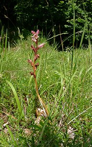 Orobanche alba (Orobanchaceae)  - Orobanche blanche, Orobanche du thym - Thyme Broomrape Aisne [France] 13/06/2004 - 110m