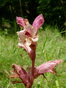 Orobanche alba (Orobanchaceae)  - Orobanche blanche, Orobanche du thym - Thyme Broomrape Aisne [France] 13/06/2004 - 110m