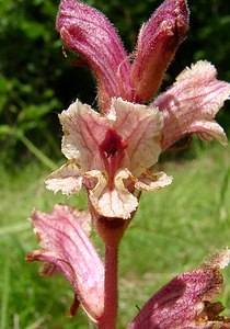 Orobanche alba (Orobanchaceae)  - Orobanche blanche, Orobanche du thym - Thyme Broomrape Aisne [France] 13/06/2004 - 110m