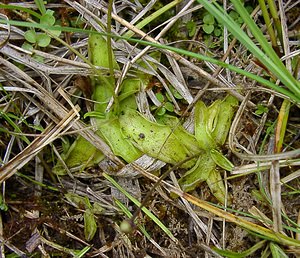 Pinguicula vulgaris (Lentibulariaceae)  - Grassette commune, Grassette vulgaire - Common Butterwort Aisne [France] 27/06/2004 - 80m