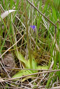 Pinguicula vulgaris (Lentibulariaceae)  - Grassette commune, Grassette vulgaire - Common Butterwort Aisne [France] 27/06/2004 - 80m