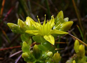 Sedum acre (Crassulaceae)  - Orpin âcre, Poivre de muraille, Vermiculaire, Poivre des murailles - Biting Stonecrop Nord [France] 12/06/2004