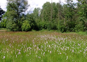 Stations diverses (Paysages)  Louvain [Belgique] 19/06/2004 - 10mstation ? Dactylorhiza maculata