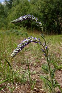 Veronica spicata (Plantaginaceae)  - Véronique en épi - Spiked Speedwell Aisne [France] 27/06/2004 - 140m