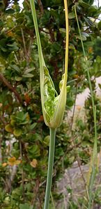 Allium oleraceum Ail maraîcher Field Garlic