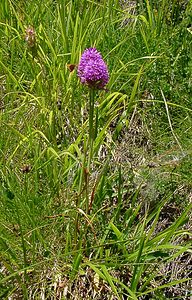 Anacamptis pyramidalis (Orchidaceae)  - Orchis pyramidal - Pyramidal Orchid Hautes-Pyrenees [France] 13/07/2004 - 1600m