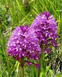 Anacamptis pyramidalis (Orchidaceae)  - Orchis pyramidal - Pyramidal Orchid Hautes-Pyrenees [France] 13/07/2004 - 1600m