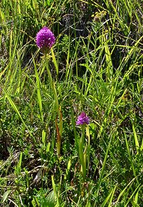 Anacamptis pyramidalis (Orchidaceae)  - Orchis pyramidal - Pyramidal Orchid Hautes-Pyrenees [France] 13/07/2004 - 1600m