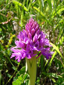 Anacamptis pyramidalis (Orchidaceae)  - Orchis pyramidal - Pyramidal Orchid Hautes-Pyrenees [France] 13/07/2004 - 1600m