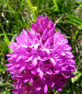 Anacamptis pyramidalis (Orchidaceae)  - Orchis pyramidal - Pyramidal Orchid Hautes-Pyrenees [France] 13/07/2004 - 1600m