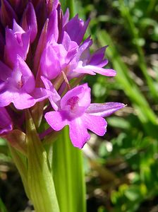 Anacamptis pyramidalis (Orchidaceae)  - Orchis pyramidal - Pyramidal Orchid Hautes-Pyrenees [France] 13/07/2004 - 1600m