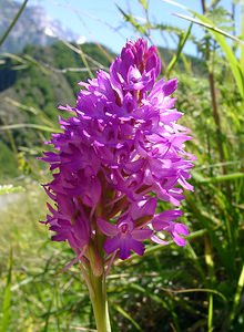 Anacamptis pyramidalis (Orchidaceae)  - Orchis pyramidal - Pyramidal Orchid Hautes-Pyrenees [France] 13/07/2004 - 1600m