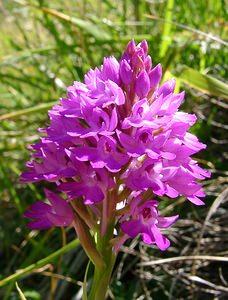 Anacamptis pyramidalis (Orchidaceae)  - Orchis pyramidal - Pyramidal Orchid Hautes-Pyrenees [France] 13/07/2004 - 1600m