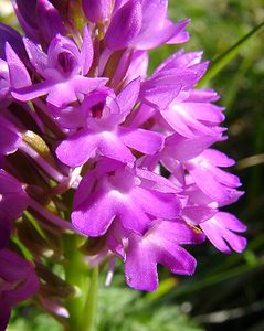 Anacamptis pyramidalis (Orchidaceae)  - Orchis pyramidal - Pyramidal Orchid Hautes-Pyrenees [France] 13/07/2004 - 1600m