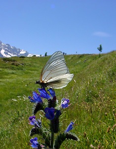 Aporia crataegi (Pieridae)  - Gazé Hautes-Pyrenees [France] 13/07/2004 - 1600m