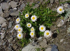 Bellis perennis (Asteraceae)  - Pâquerette vivace, Pâquerette - Daisy Hautes-Pyrenees [France] 13/07/2004 - 2060m