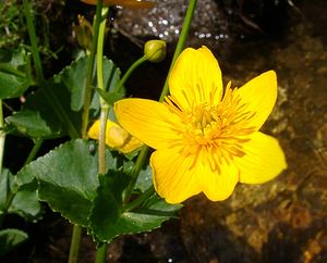 Caltha palustris (Ranunculaceae)  - Populage des marais, Sarbouillotte, Souci d'eau - Marsh-marigold Pyrenees-Orientales [France] 07/07/2004 - 2050m