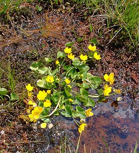 Caltha palustris (Ranunculaceae)  - Populage des marais, Sarbouillotte, Souci d'eau - Marsh-marigold Ariege [France] 16/07/2004 - 1570m