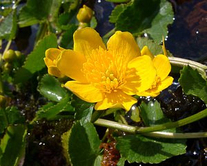 Caltha palustris (Ranunculaceae)  - Populage des marais, Sarbouillotte, Souci d'eau - Marsh-marigold Ariege [France] 16/07/2004 - 1570m