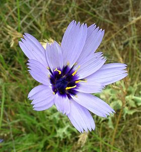 Catananche caerulea (Asteraceae)  - Catananche bleue, Cupidone, Cigaline - Blue Cupidone Gard [France] 05/07/2004 - 580m