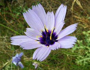 Catananche caerulea (Asteraceae)  - Catananche bleue, Cupidone, Cigaline - Blue Cupidone Gard [France] 05/07/2004 - 580m