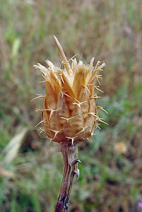 Centaurea aspera (Asteraceae)  - Centaurée rude - Rough Star-thistle Aude [France] 17/07/2004 - 90m