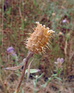 Centaurea aspera (Asteraceae)  - Centaurée rude - Rough Star-thistle Aude [France] 17/07/2004 - 90m