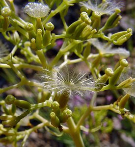 Centranthus angustifolius (Caprifoliaceae)  - Centranthe à feuilles étroites Gard [France] 04/07/2004 - 610m