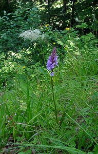 Dactylorhiza fuchsii (Orchidaceae)  - Dactylorhize de Fuchs, Orchis de Fuchs, Orchis tacheté des bois, Orchis de Meyer, Orchis des bois - Common Spotted-orchid Haute-Garonne [France] 15/07/2004 - 1400m