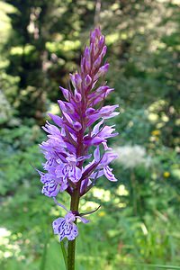 Dactylorhiza fuchsii (Orchidaceae)  - Dactylorhize de Fuchs, Orchis de Fuchs, Orchis tacheté des bois, Orchis de Meyer, Orchis des bois - Common Spotted-orchid Haute-Garonne [France] 15/07/2004 - 1400m